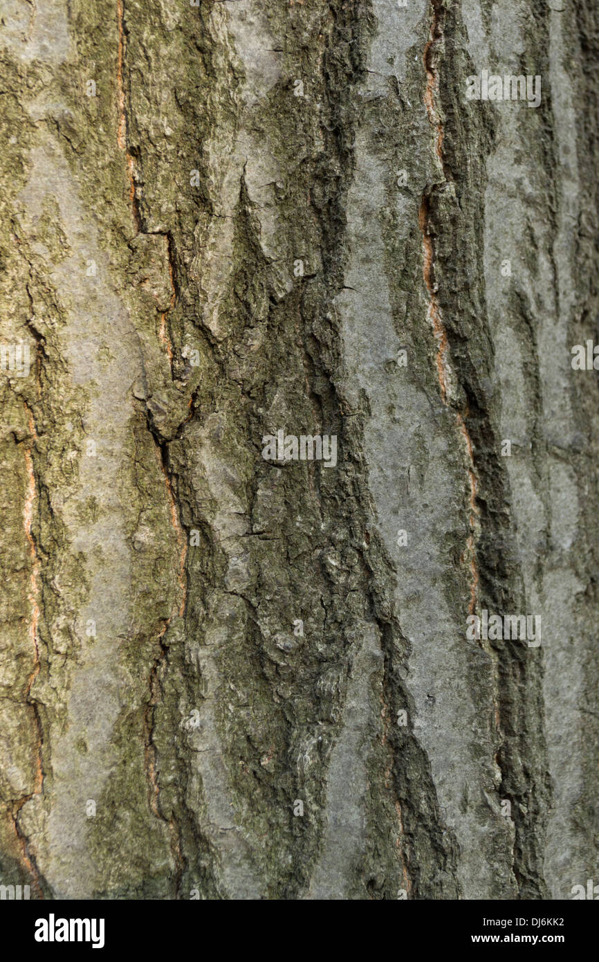 Close up photograph of roughly textured tree bark Stock Photo