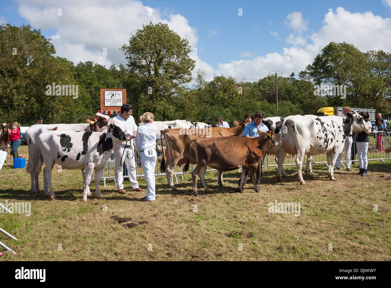 Judging cows at show Stock Photo Alamy