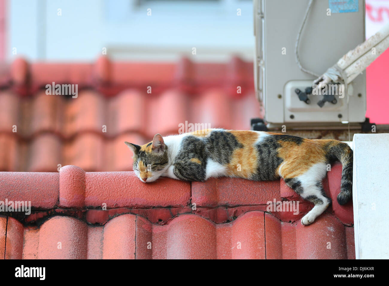 Why Is My Older Cat Sleeping So Much at Trevor Perez blog