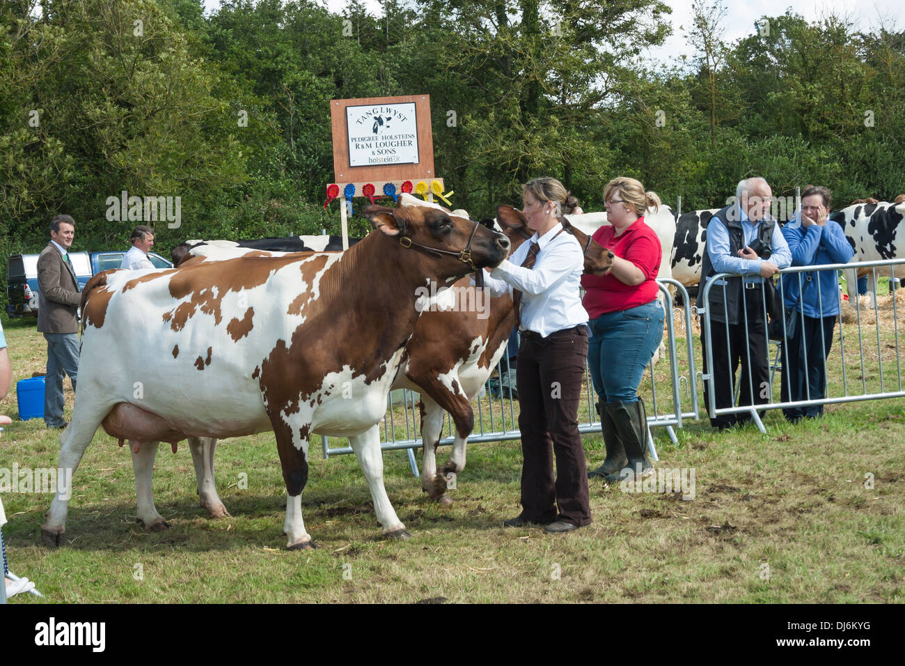 Judging cows at show Stock Photo Alamy