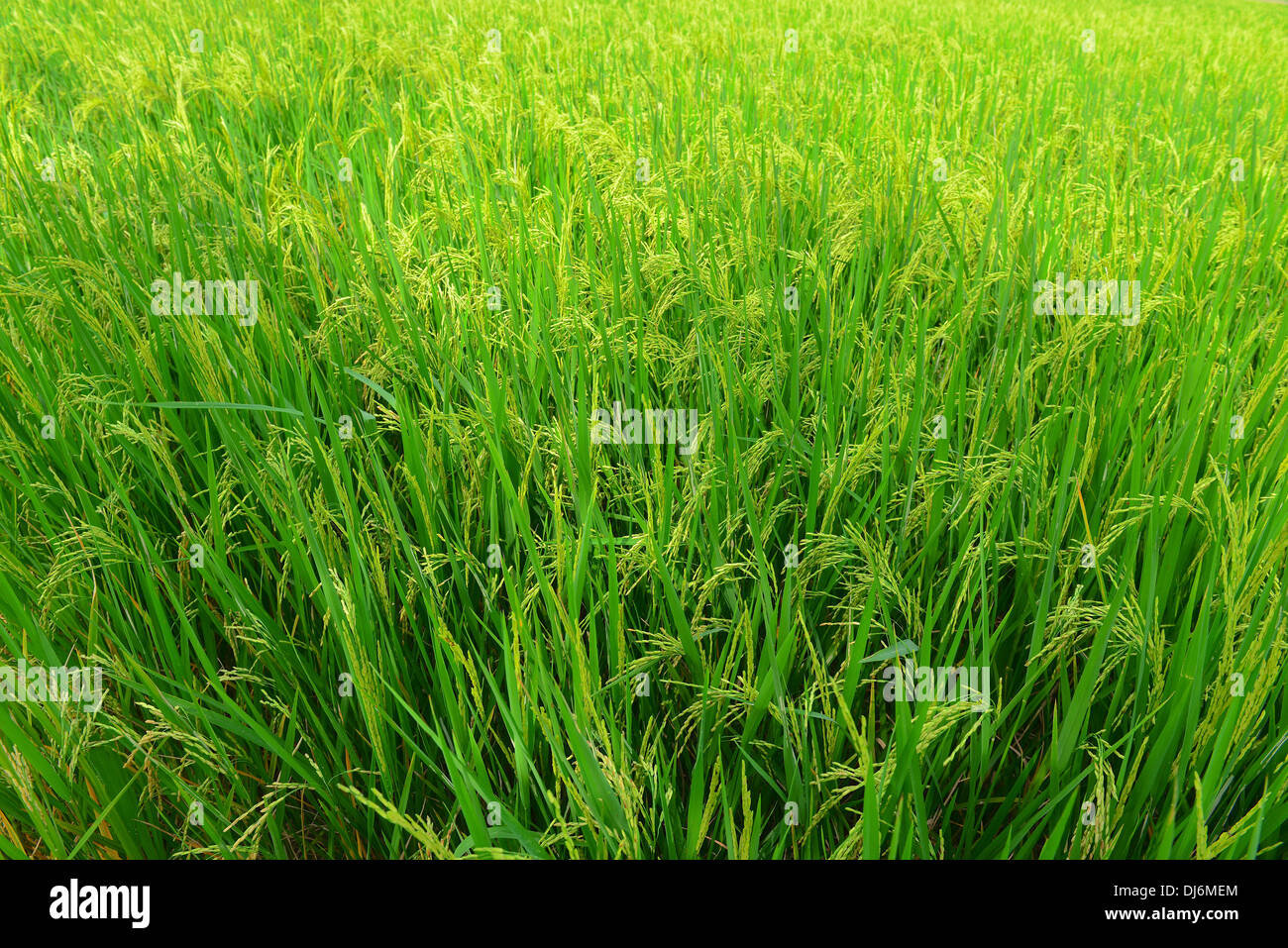 Greend Rice Field Green rice paddy field hi-res stock photography and images - Alamy