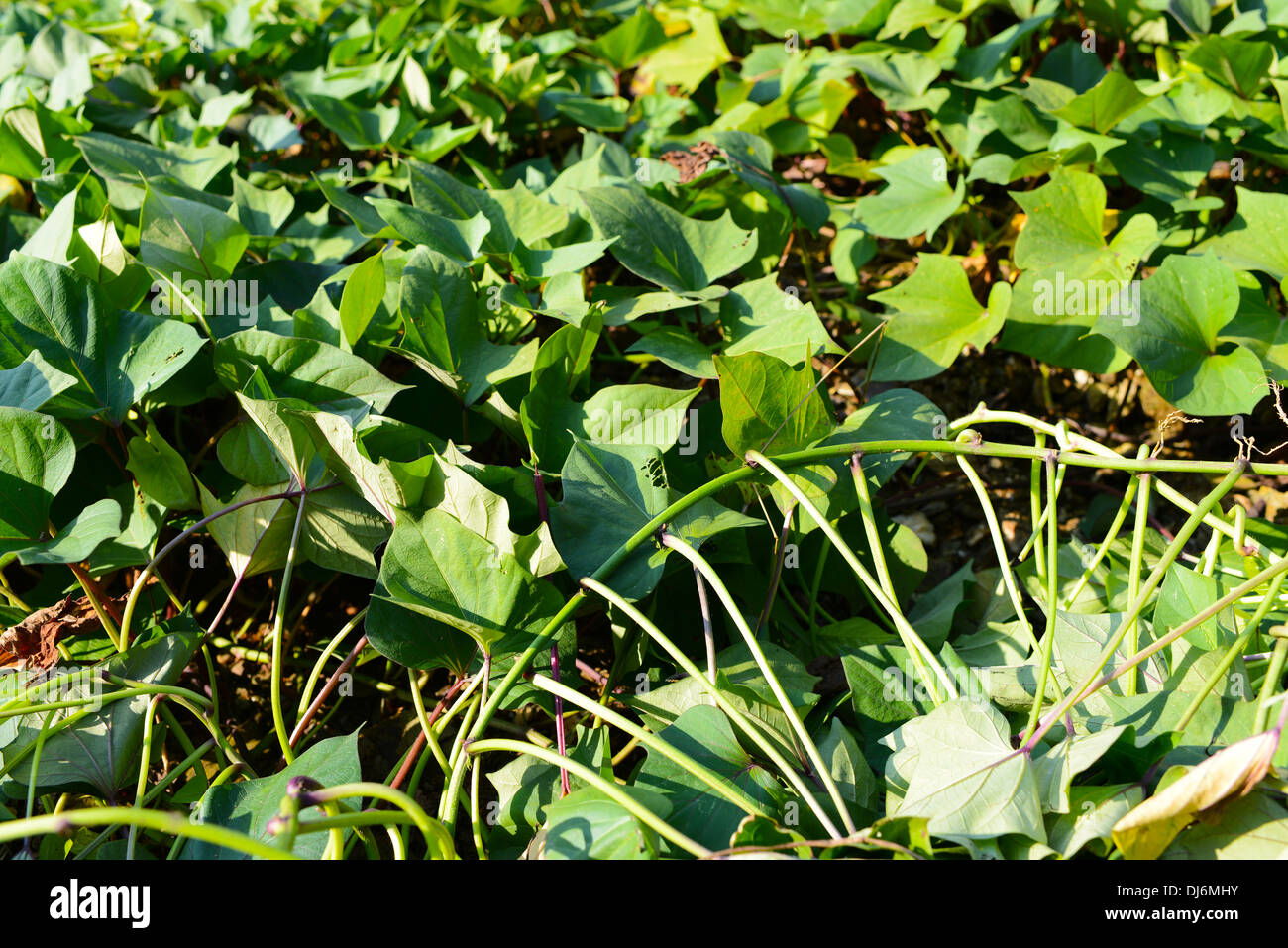 Green sweet potato leaves Stock Photo