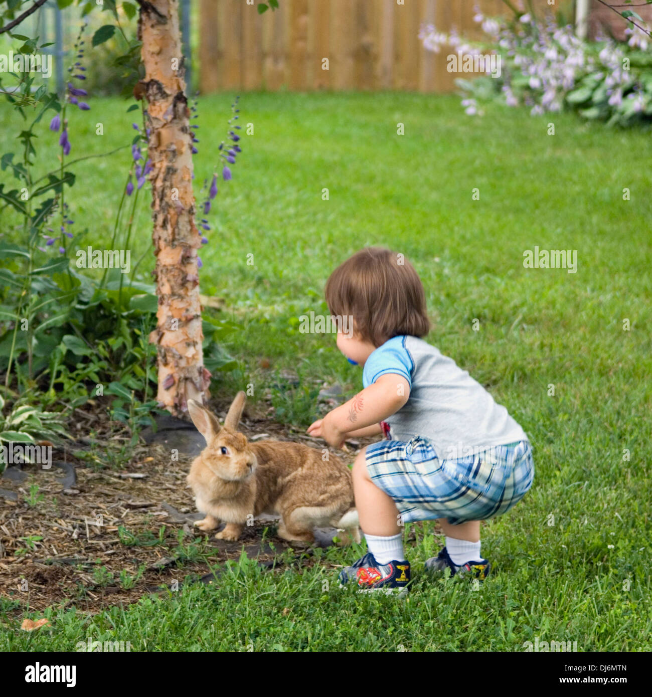 Toddler Petting Domestic Bunny in Suburban Yard Stock Photo