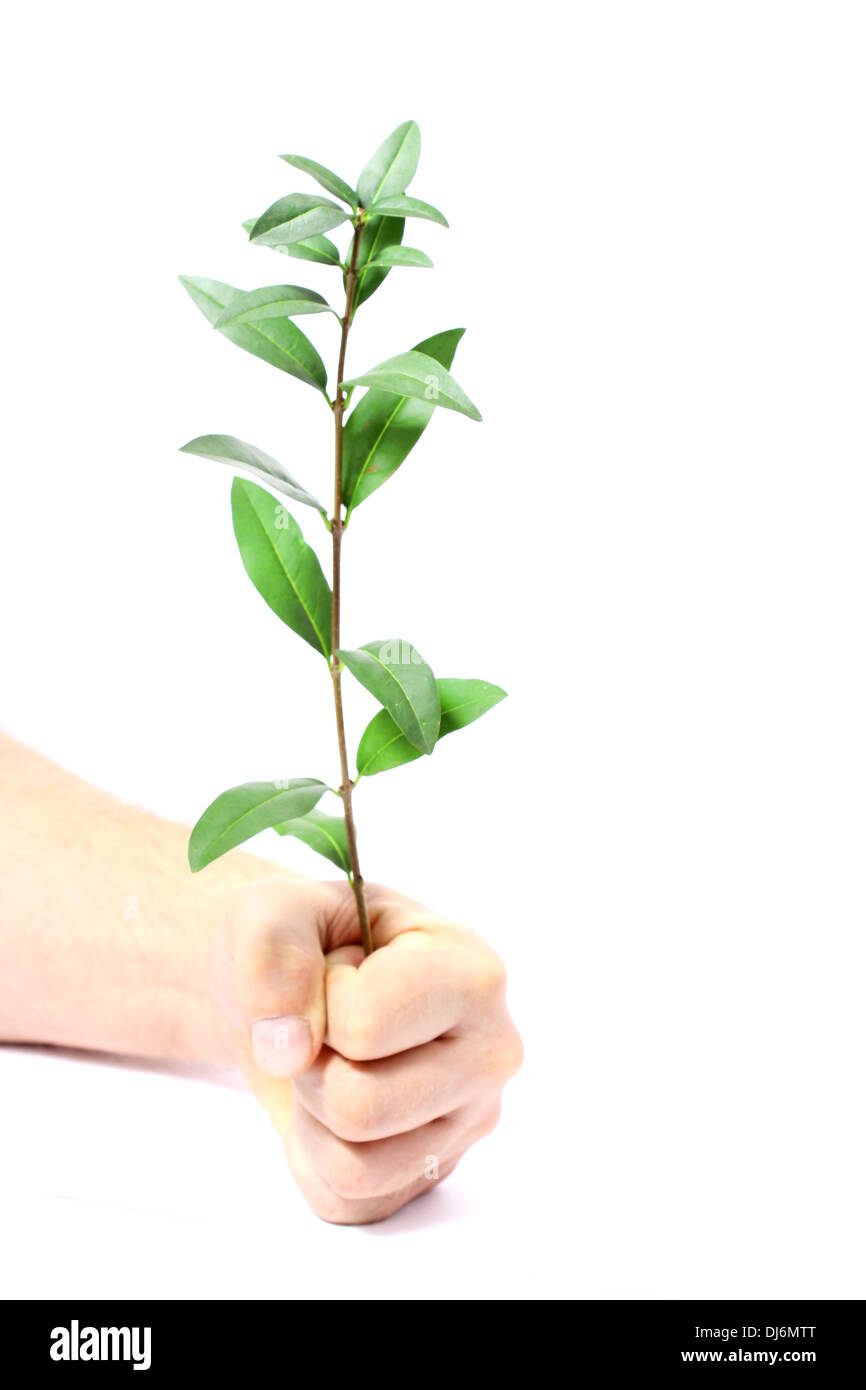 Man's hands and branch with green leaves isolated on white Stock Photo