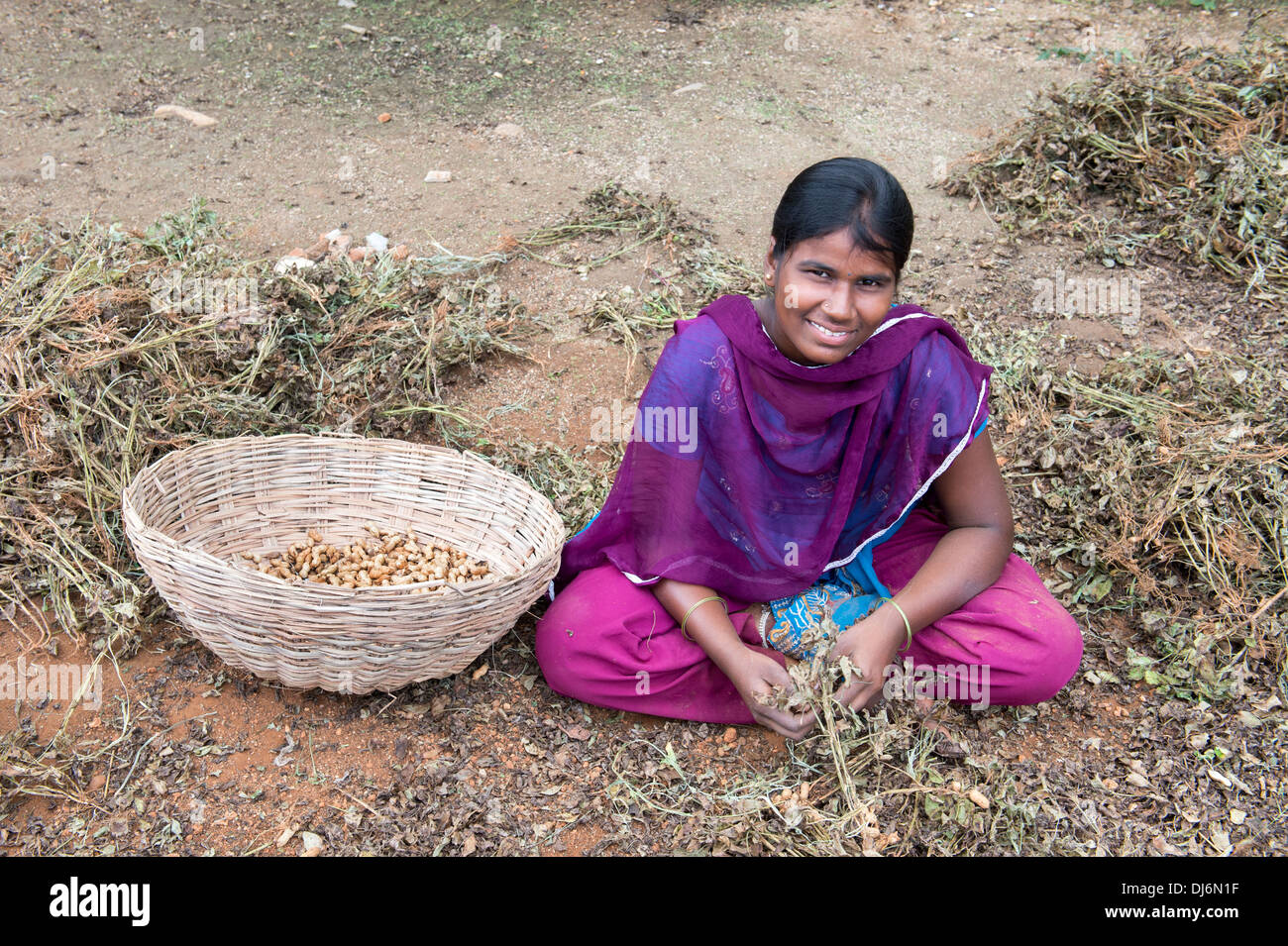 Indian teenage girl harvesting peanuts.  Andhra Pradesh, India Stock Photo