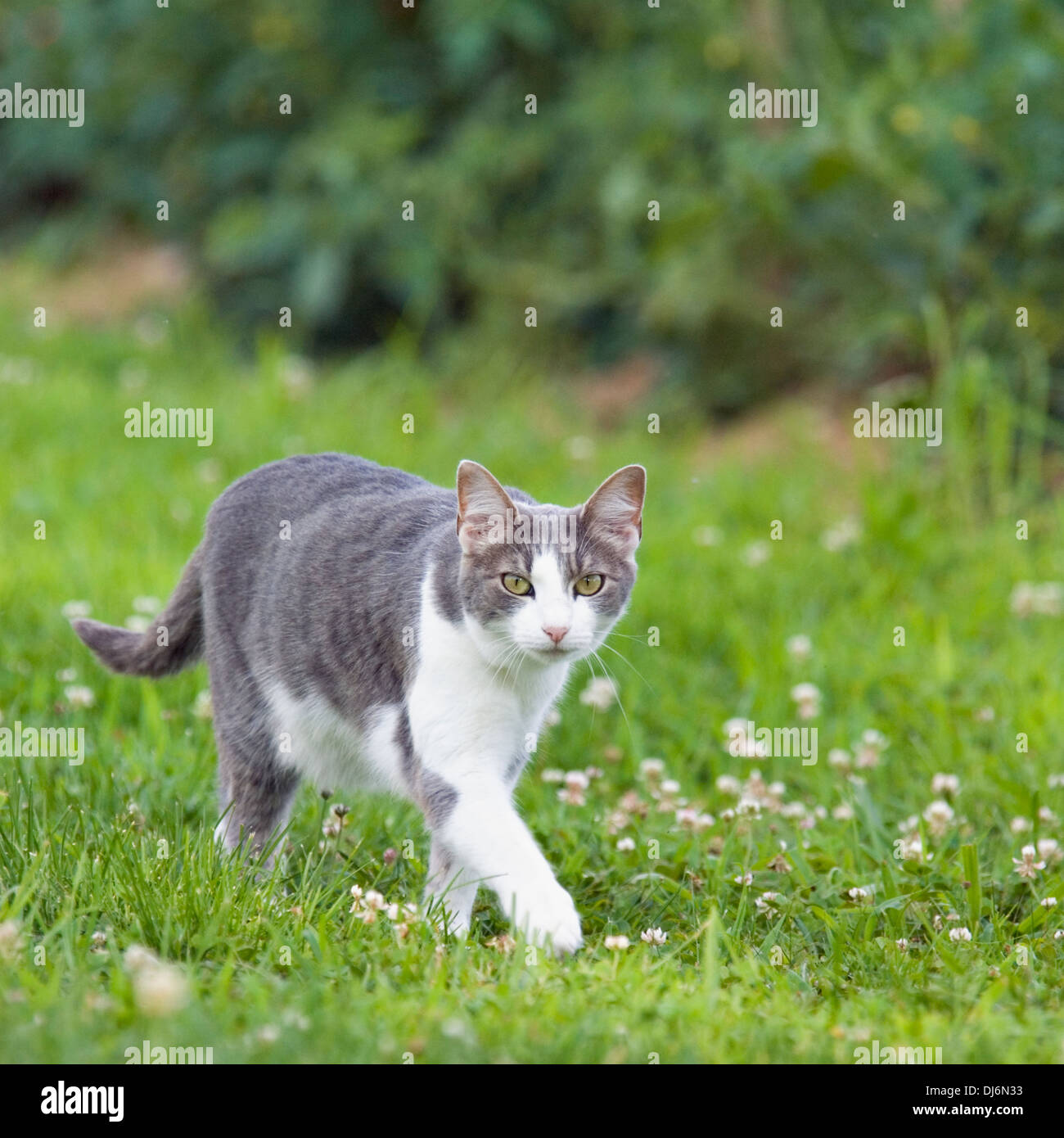 Gray and White Cat Walking through the Grass Stock Photo