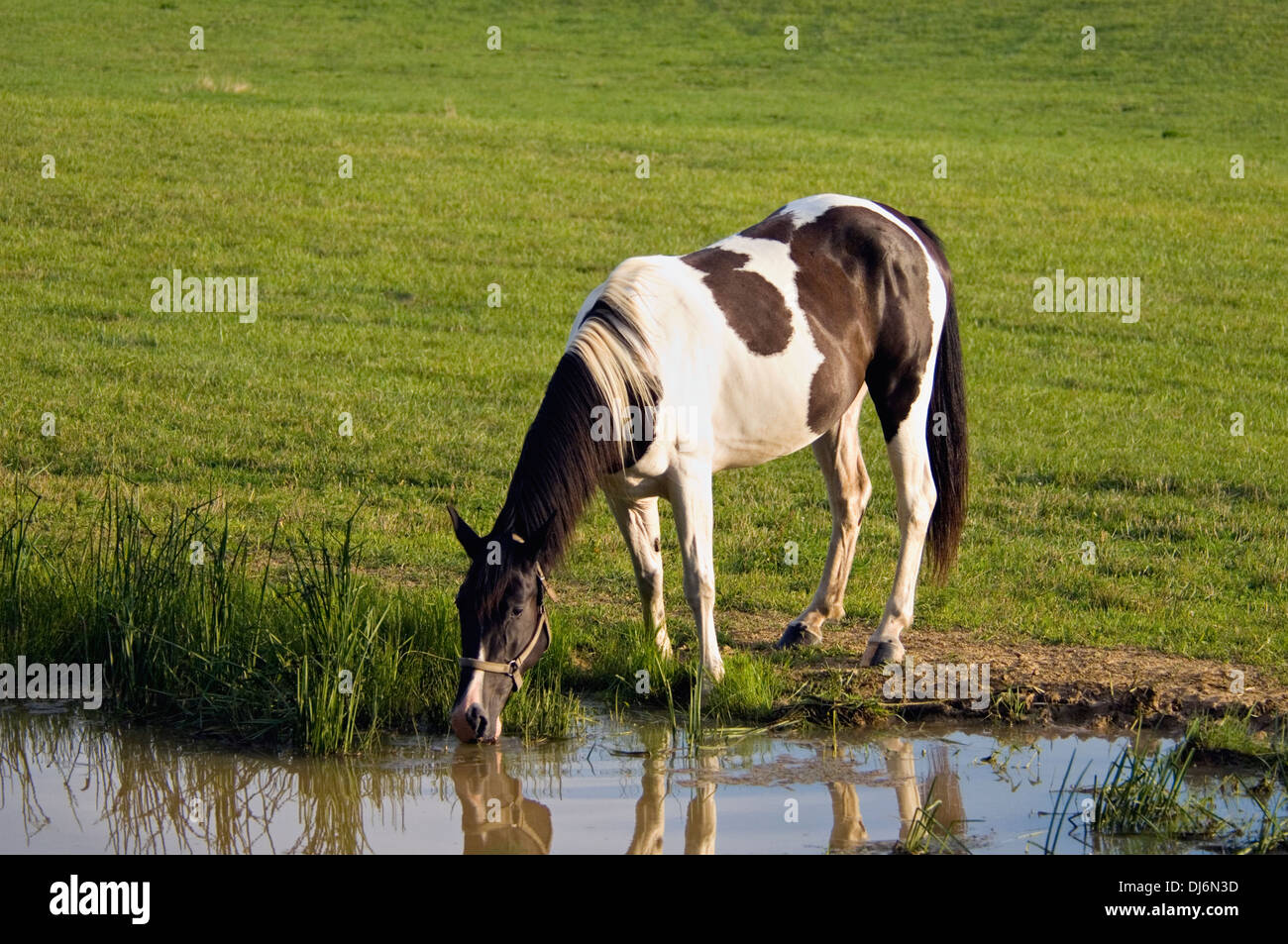 Horse Drinking from Pond in Hart County, Kentucky Stock Photo