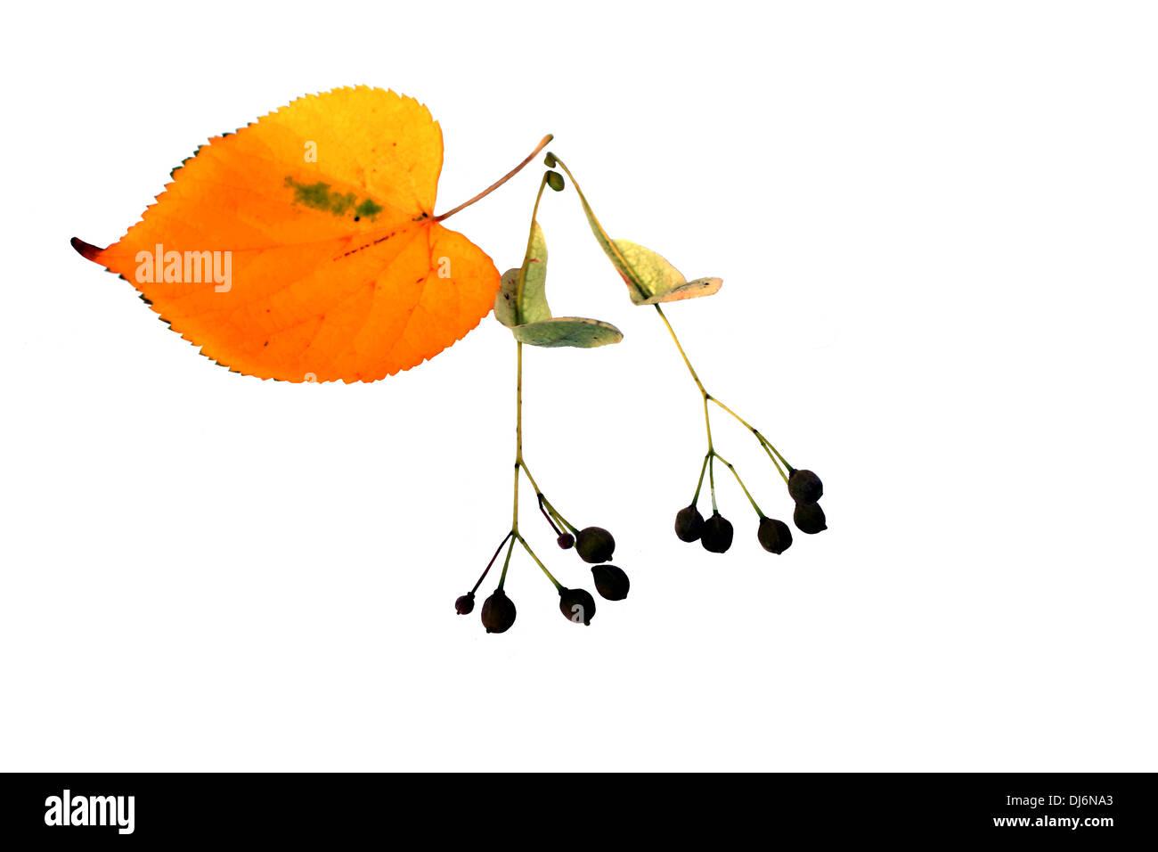 Linden seeds with yellow leaf on white background Stock Photo
