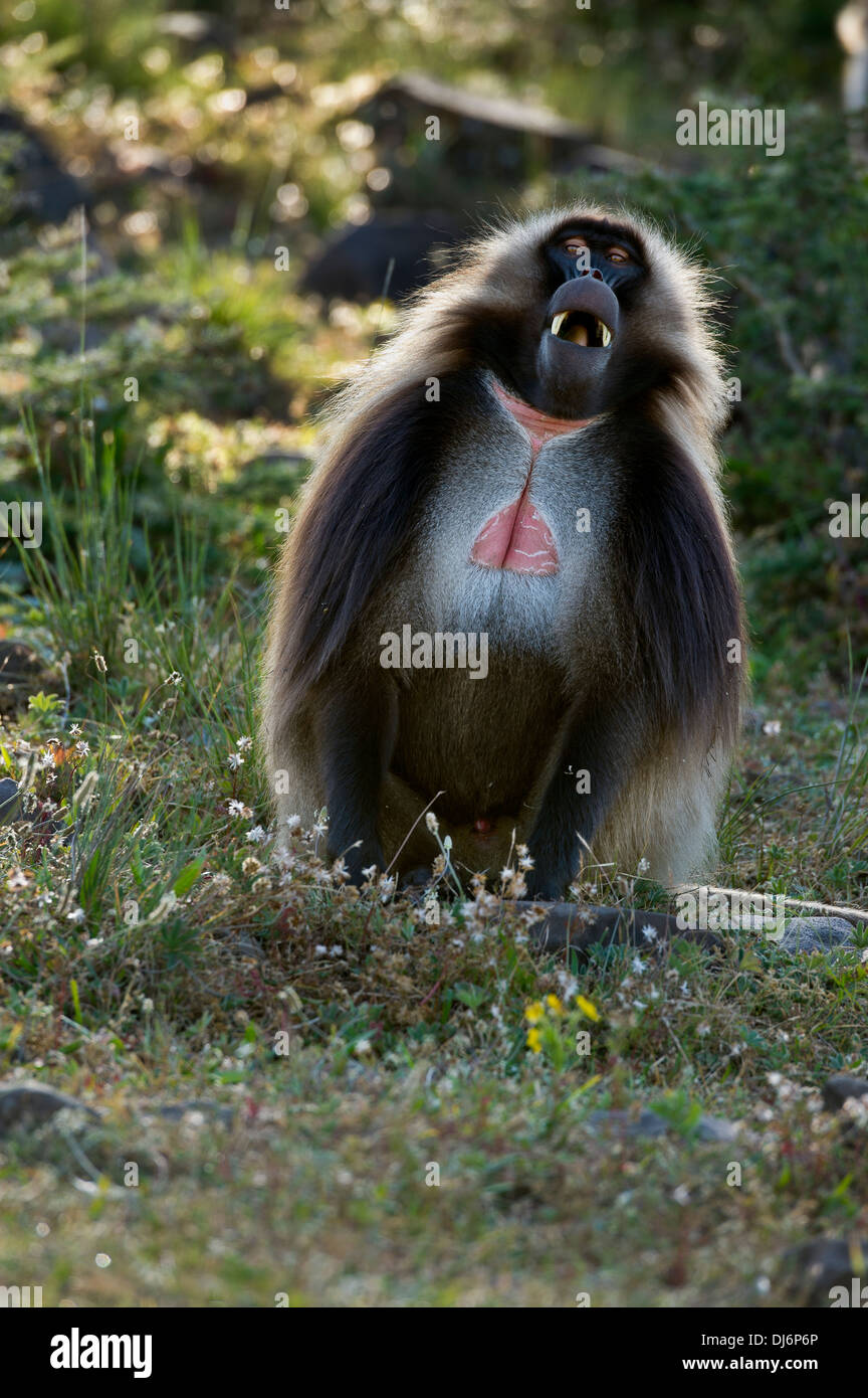 Male gelada showing teeth hi-res stock photography and images - Alamy