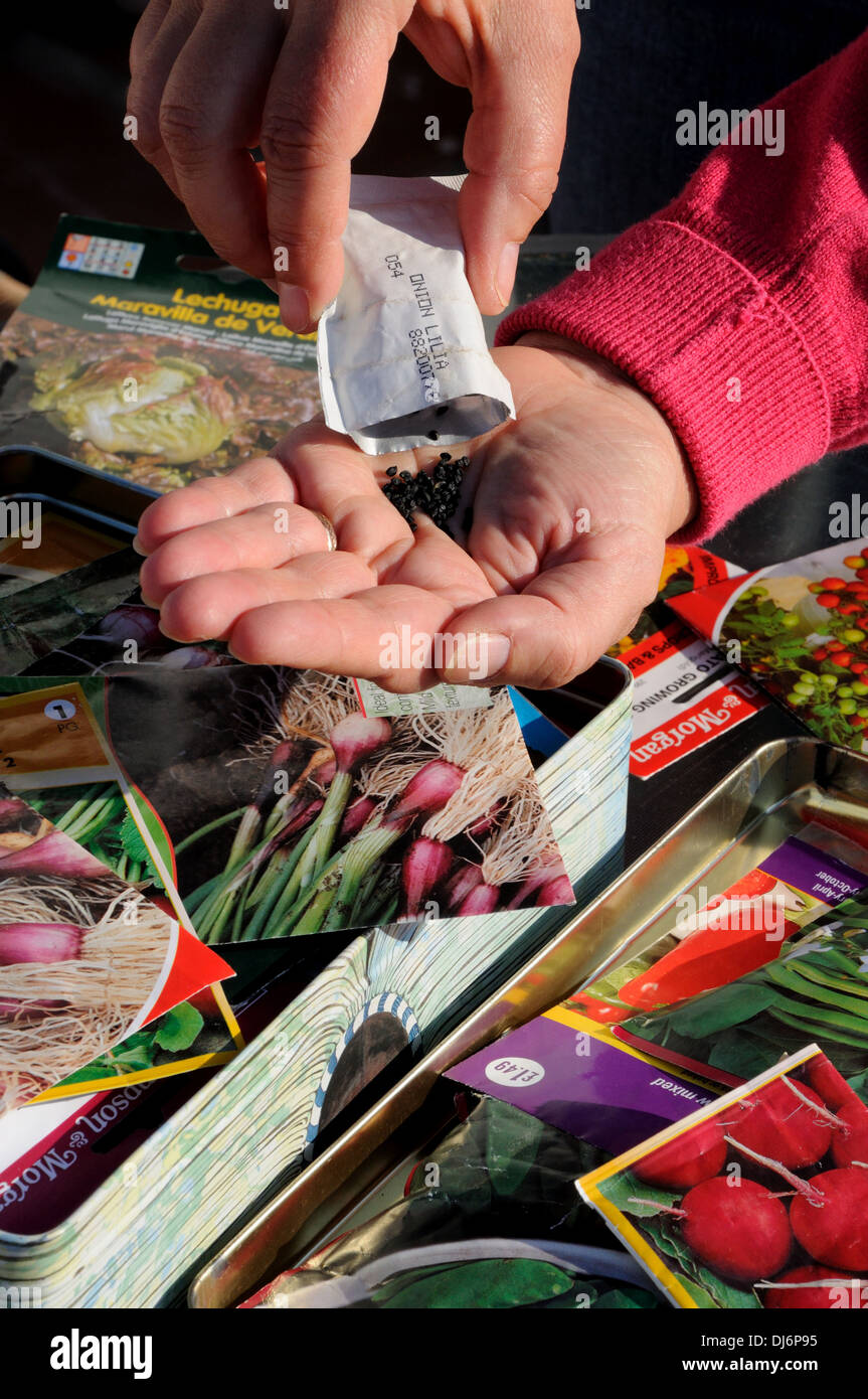 Woman shaking red spring onion seeds into palm of hand ready for sowing, England, UK, Western Europe. Stock Photo