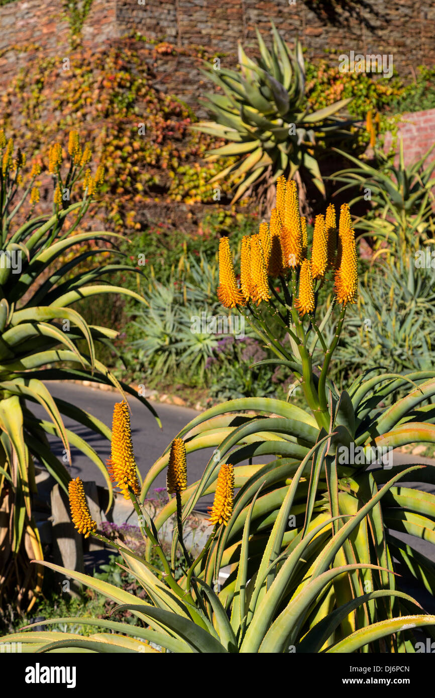South Africa, near Stellenbosch. One of the 125 varieties of aloe growing in South Africa. Stock Photo