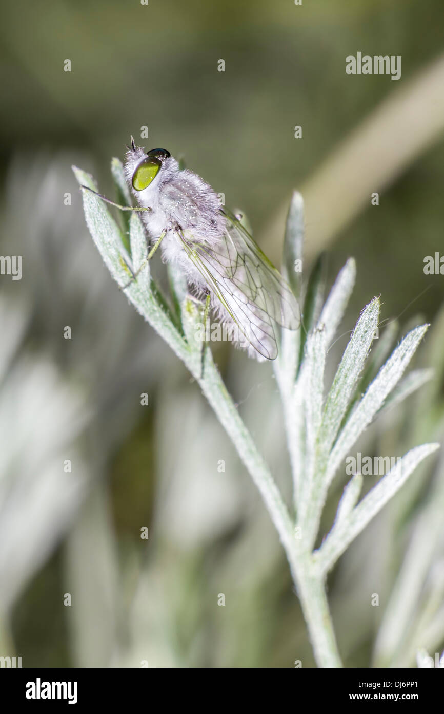 Portrait of a frostfly Stock Photo Alamy