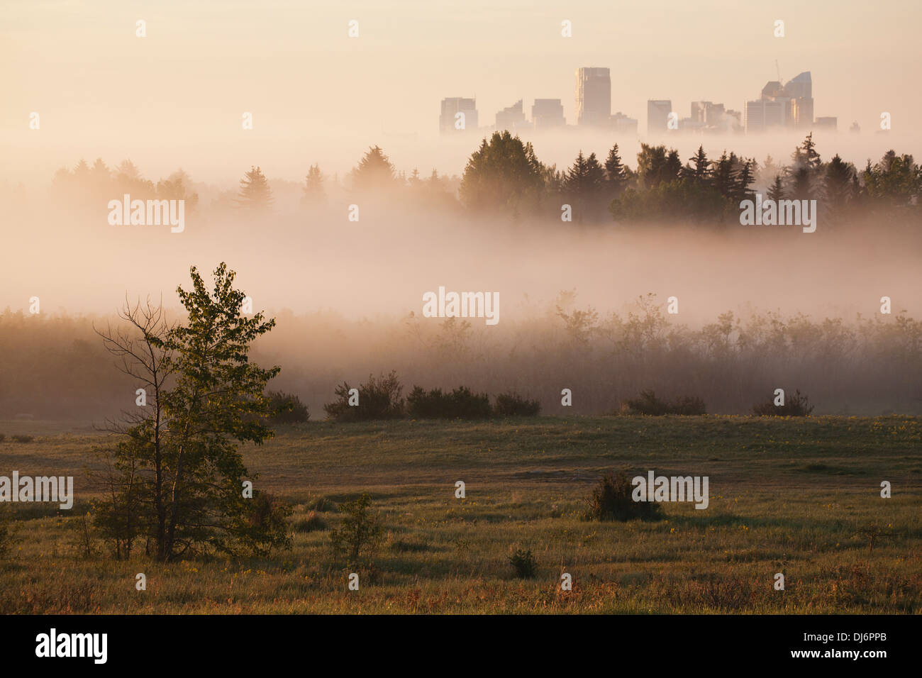 Fog field background hi-res stock photography and images - Alamy