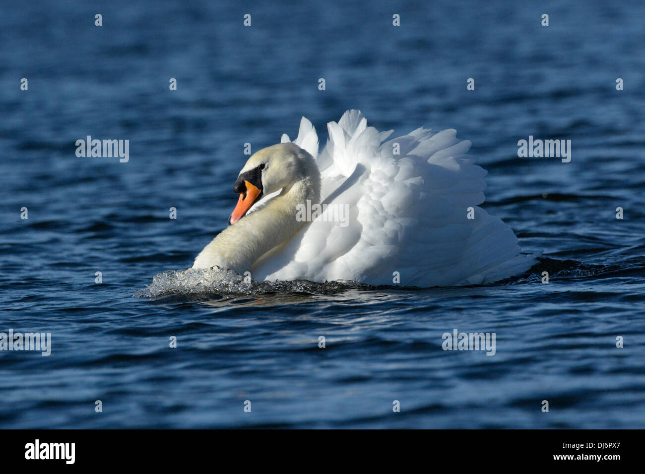 Mute Swan Cygnus olor Stock Photo