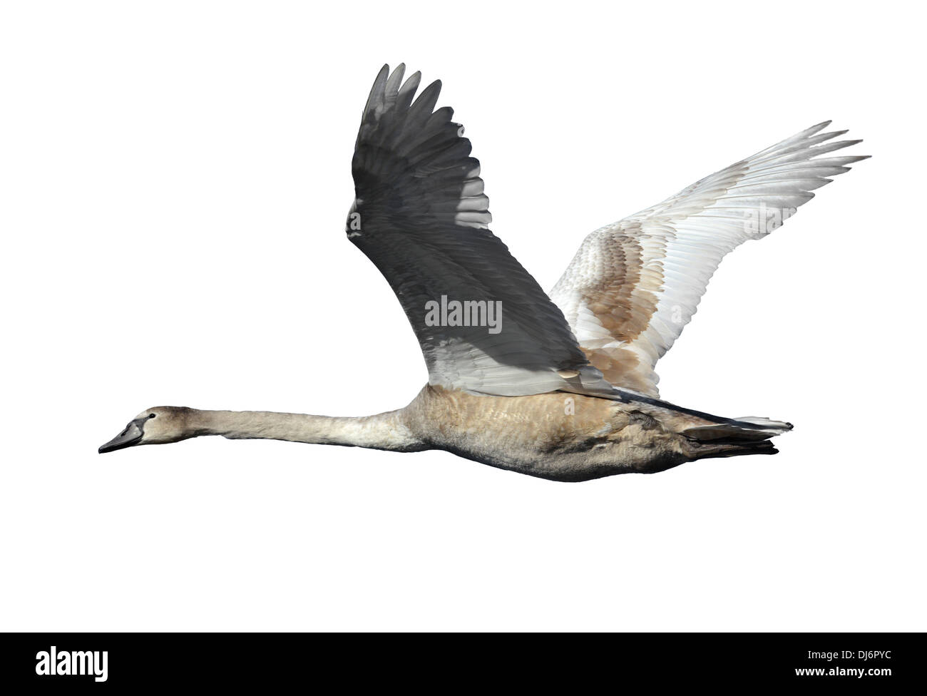 Mute Swan Cygnus olor - Juvenile Stock Photo