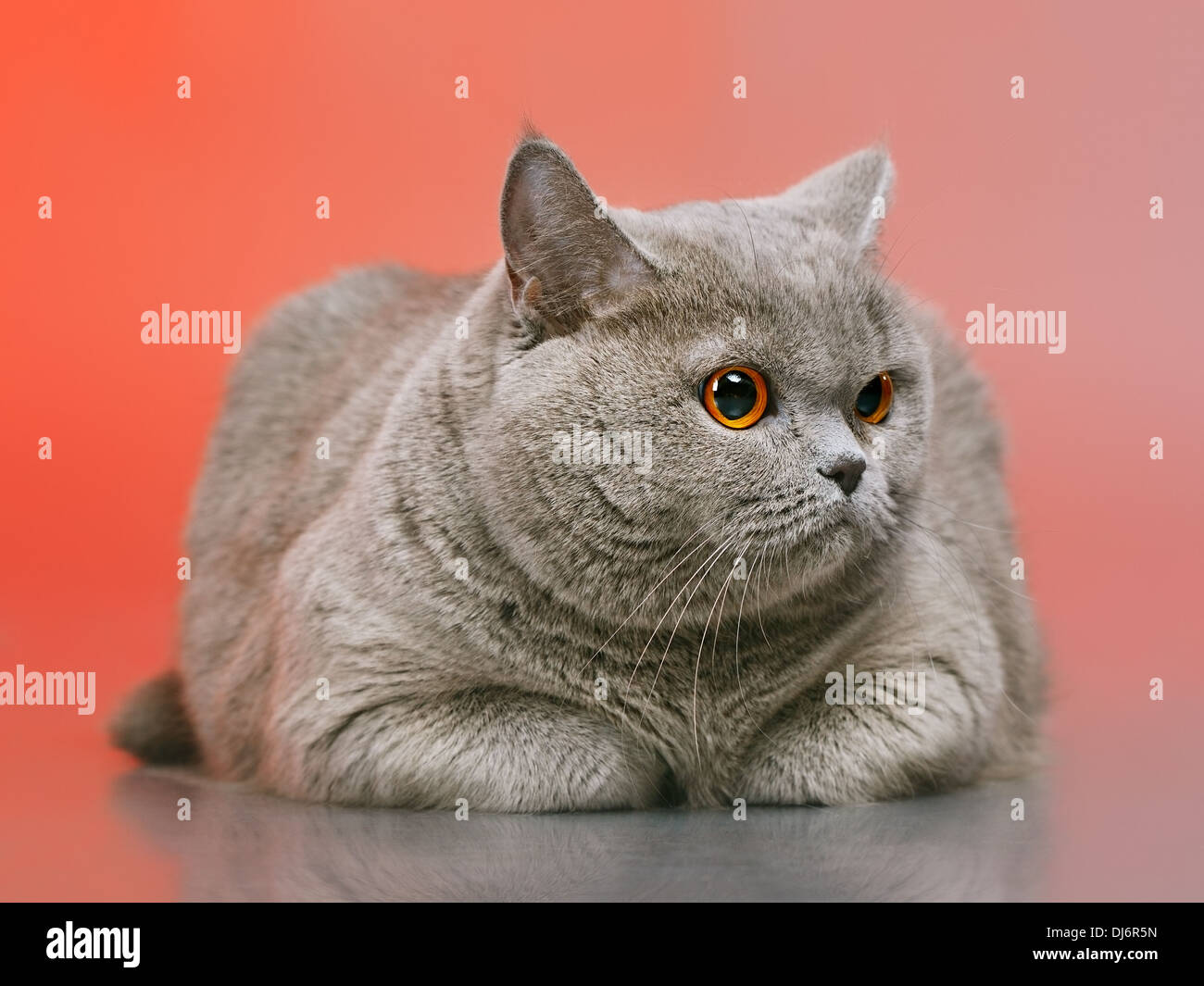 blue british shorthair cat, on red background Stock Photo