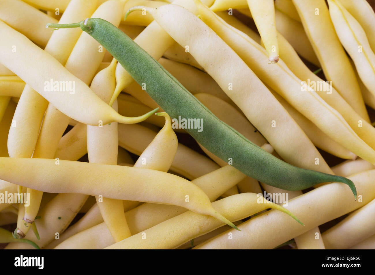 A Green Bean In A Pile Of White Beans; Calgary, Alberta, Canada Stock