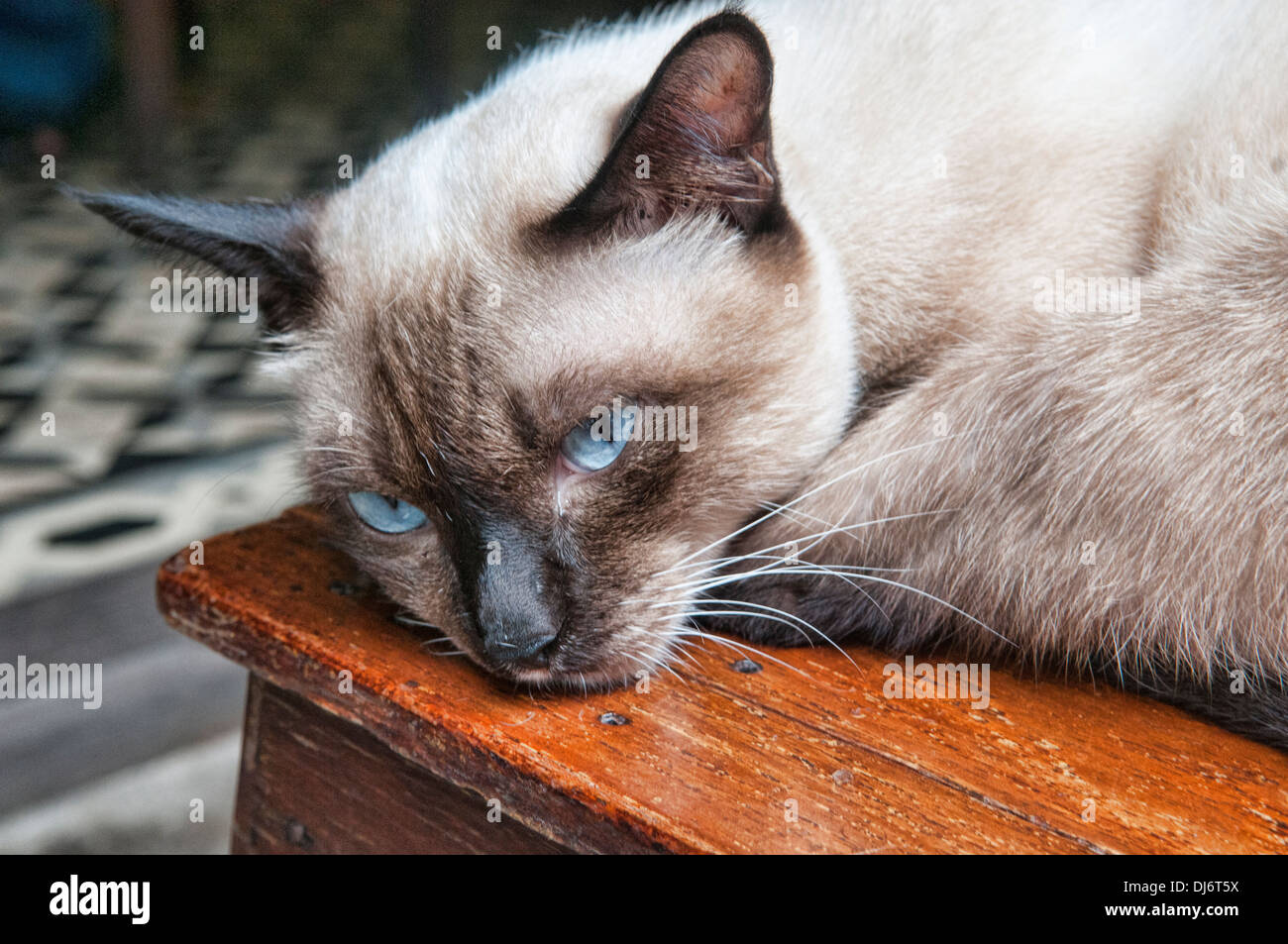 Siamese cat relaxing on a wooden stool, Chanthaburi, Thailand Stock Photo