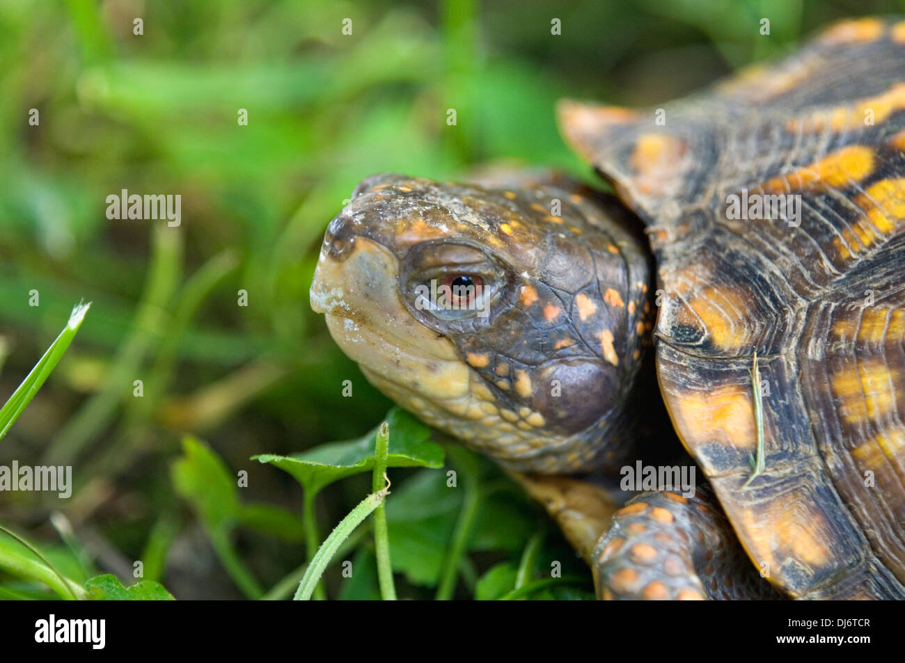 Close-up of an Eastern Box Turtle Stock Photo