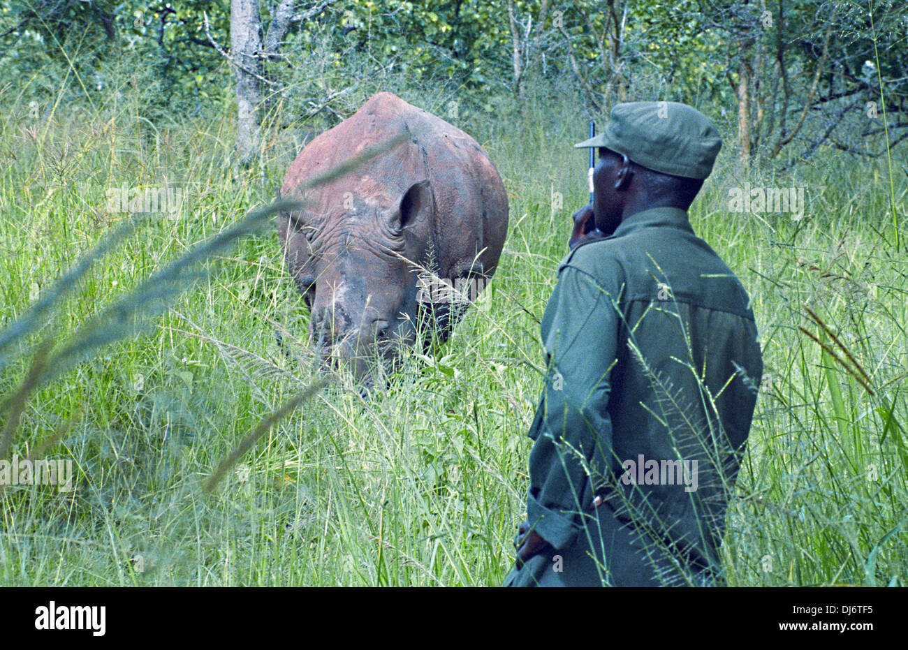 Game ranger in close contact with a white rhinoceros at Ziwa Rhino ...