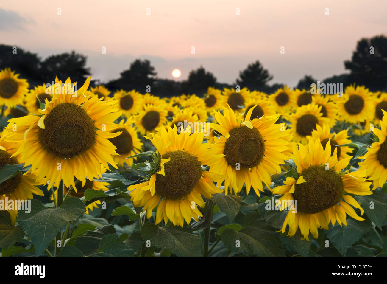 Heliotropism hires stock photography and images Alamy