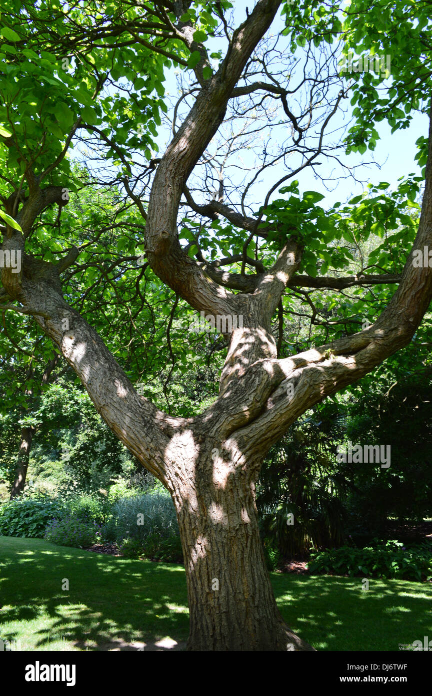 twisted tree in dappled sunlight Stock Photo