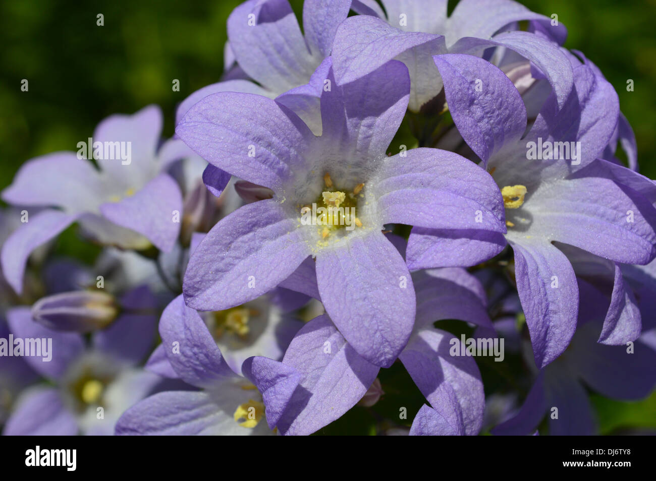 a stunning periwinkle blue star shaped flower in close up Stock Photo
