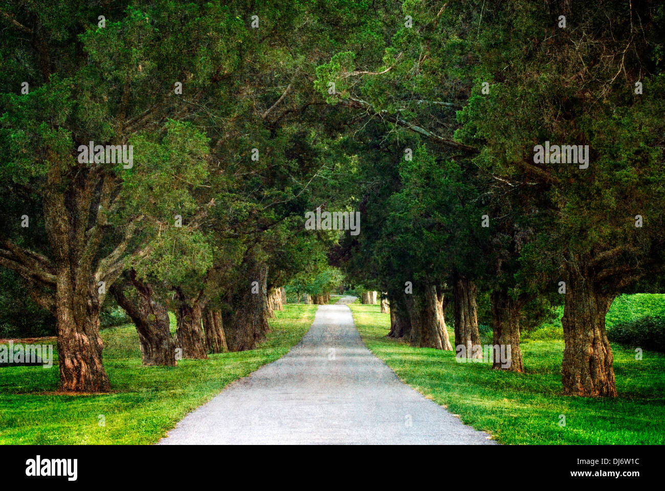 Textured Photograph of Evening Light on Tree Lined Drive in Jefferson