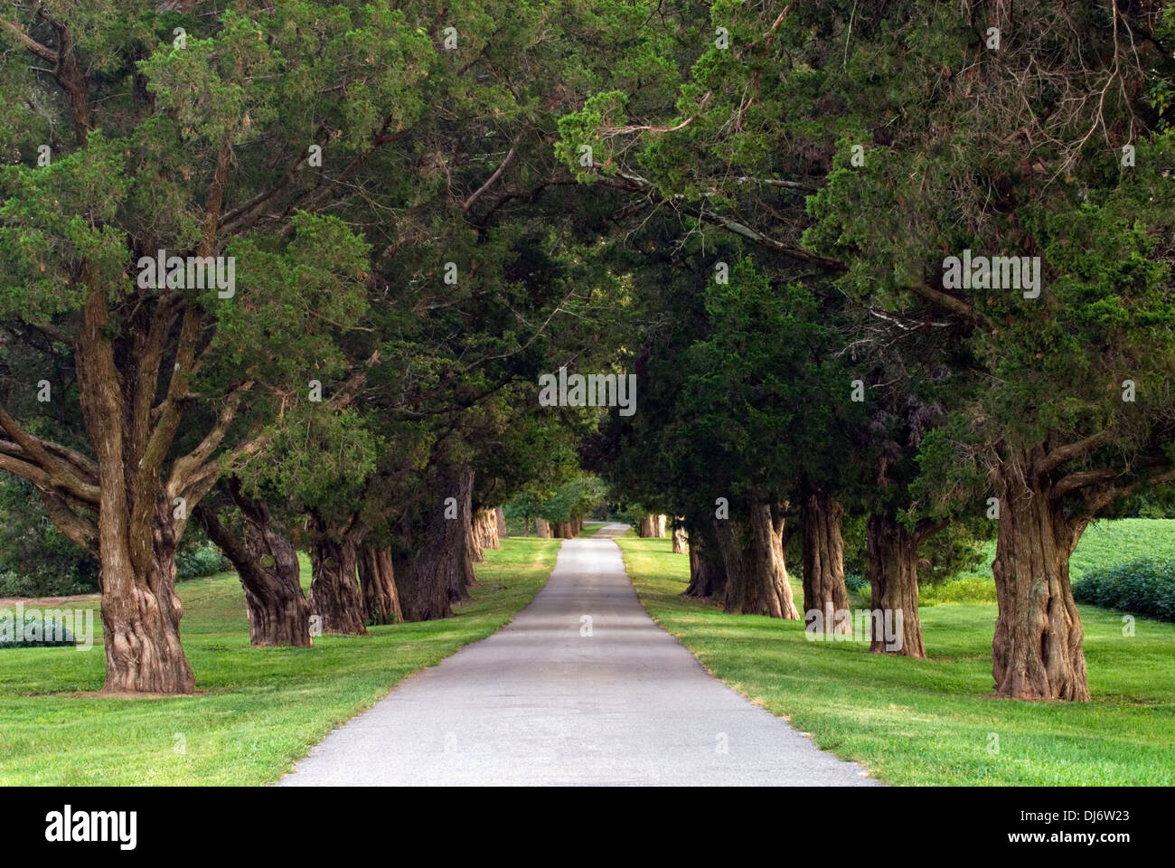 Evening Light on Tree Lined Drive in Jefferson County, Kentucky Stock