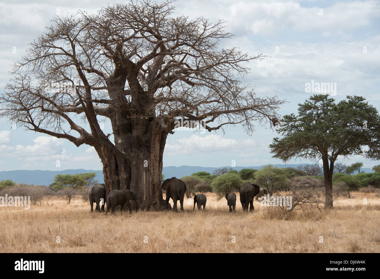 elephants at the baobab tree Stock Photo Alamy