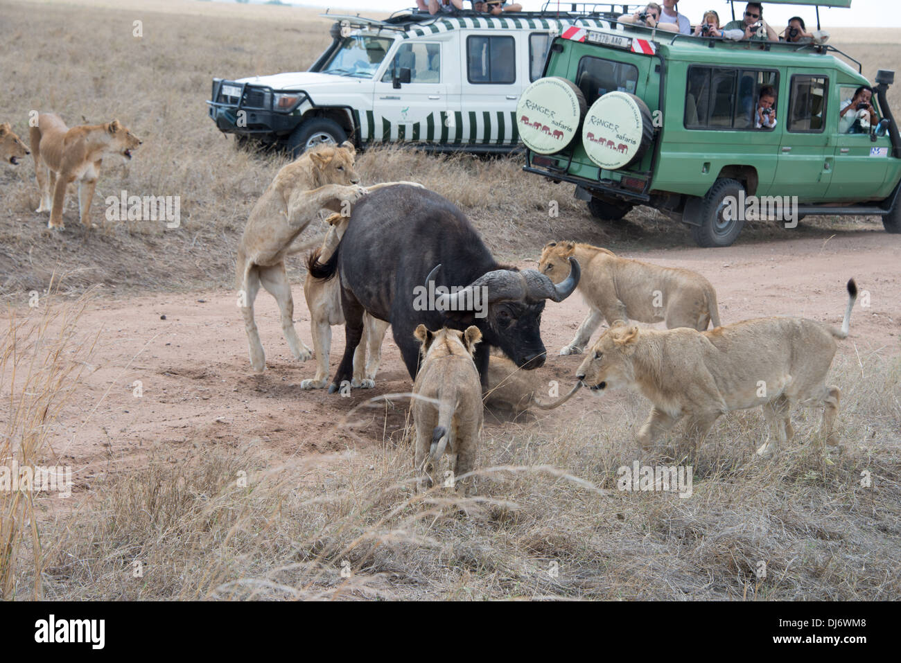 a group of lions attacking a buffalo Stock Photo