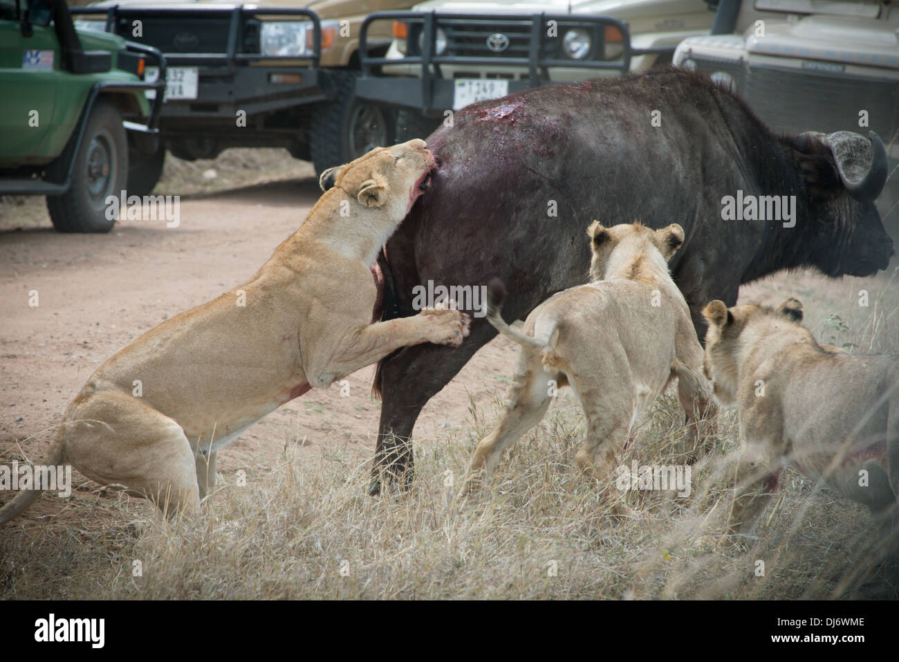 a group of young lions attacking a buffalo trying to kill Stock Photo