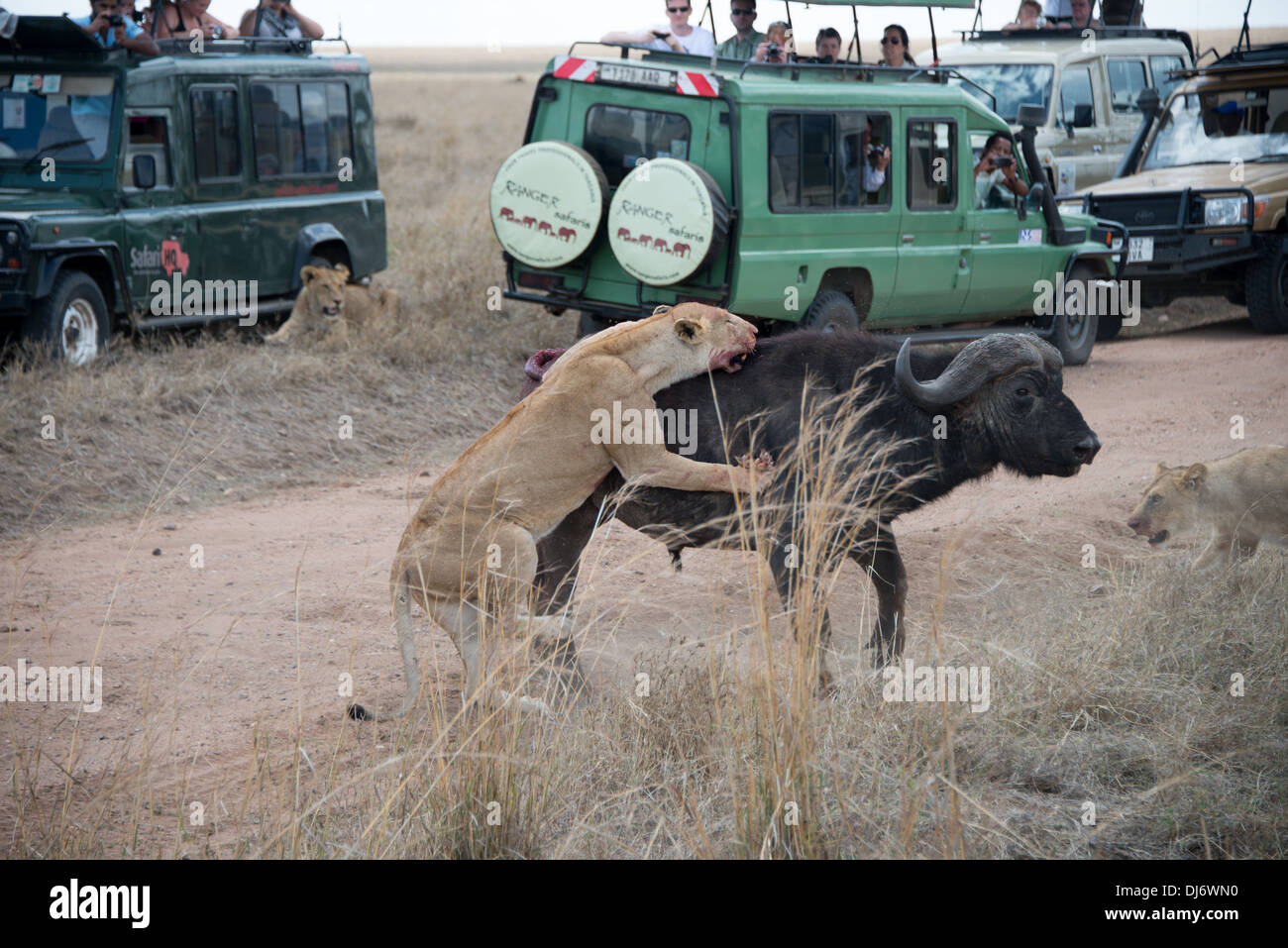 a group of lions attacking and mortally wounding a buffalo while visitors watch in horror Stock Photo