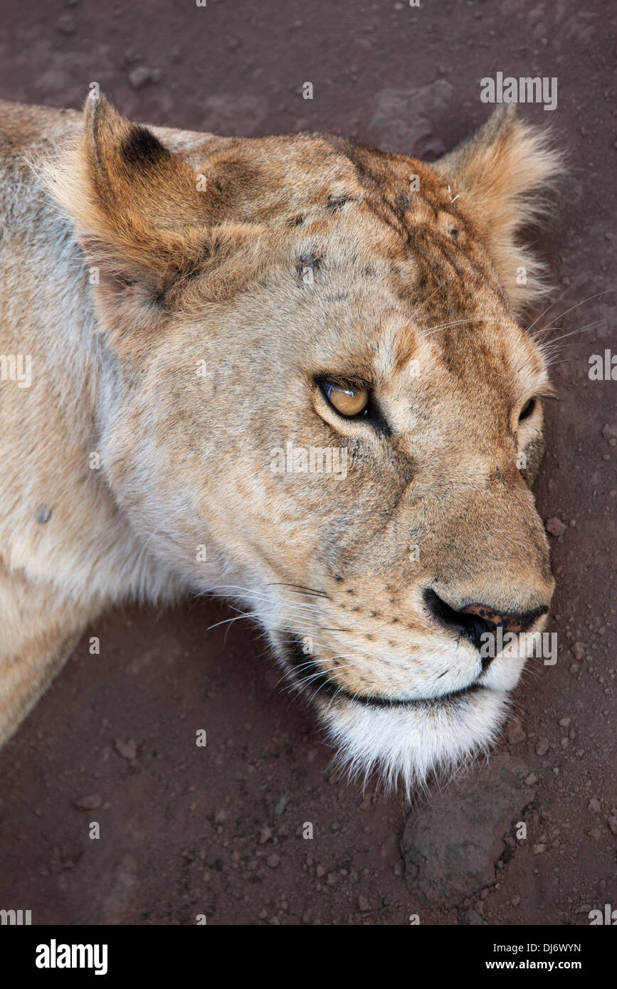 Female head only hi-res stock photography and images - Alamy