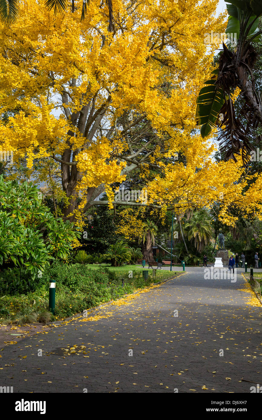 South Africa, Cape Town. Fall Foliage in The Company's Garden, established by the Dutch East India Company in 1652. Stock Photo