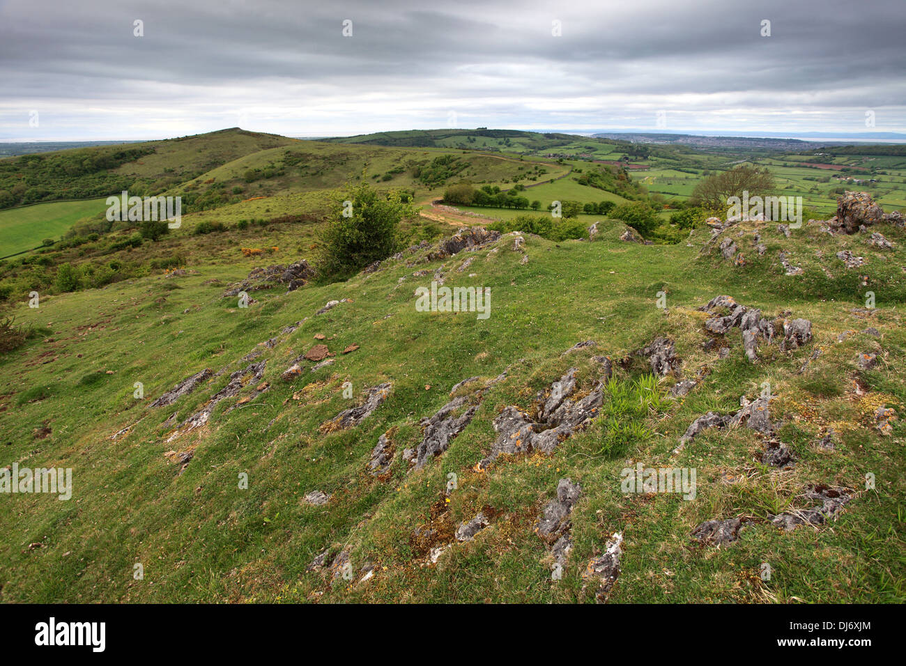 Summer, Wavering Down, Somerset Levels, Mendip Hills, Somerset County, England, UK Stock Photo