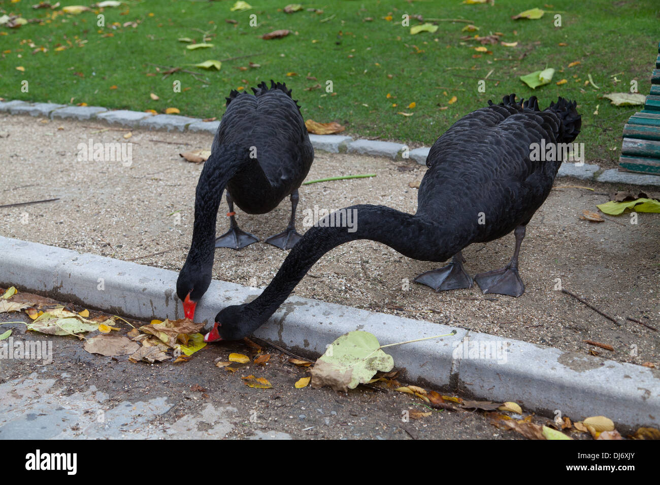 The Black Swans, Parc Montsouris, Paris, France Stock Photo - Alamy