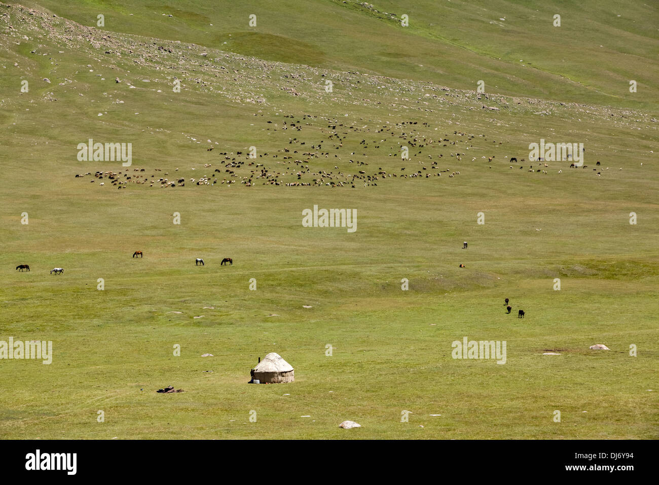 Yurt and grazing farm animals Stock Photo