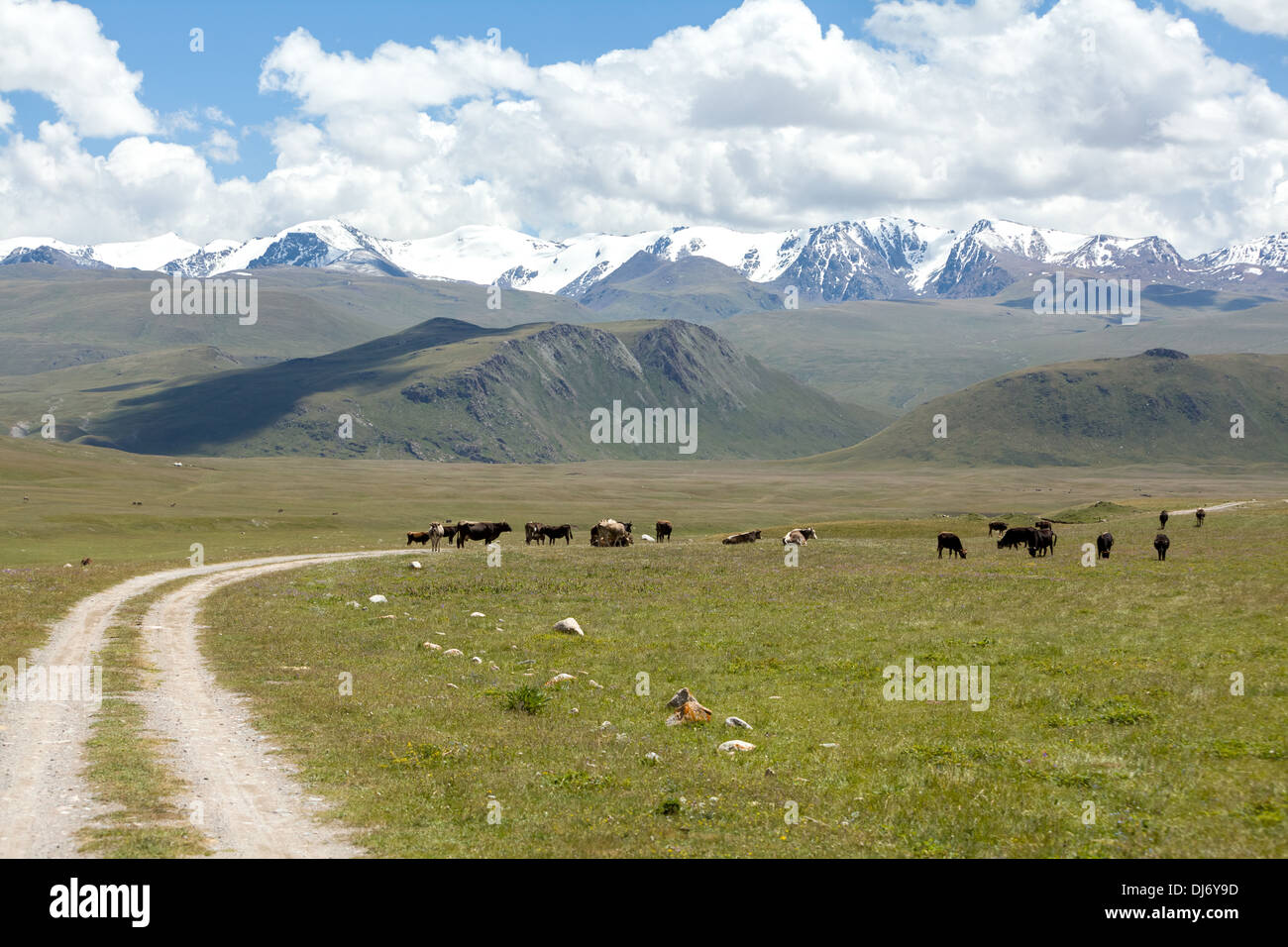 Cows pasturint in the mountains, Tien Shan Stock Photo
