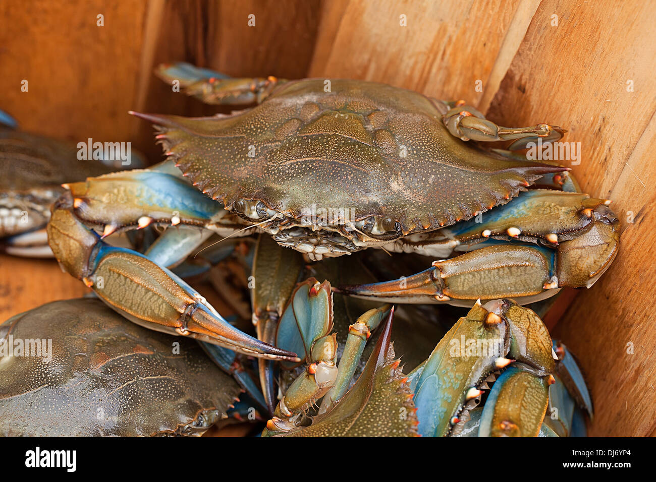 Blue Claw Crabs in Basket Stock Photo Alamy