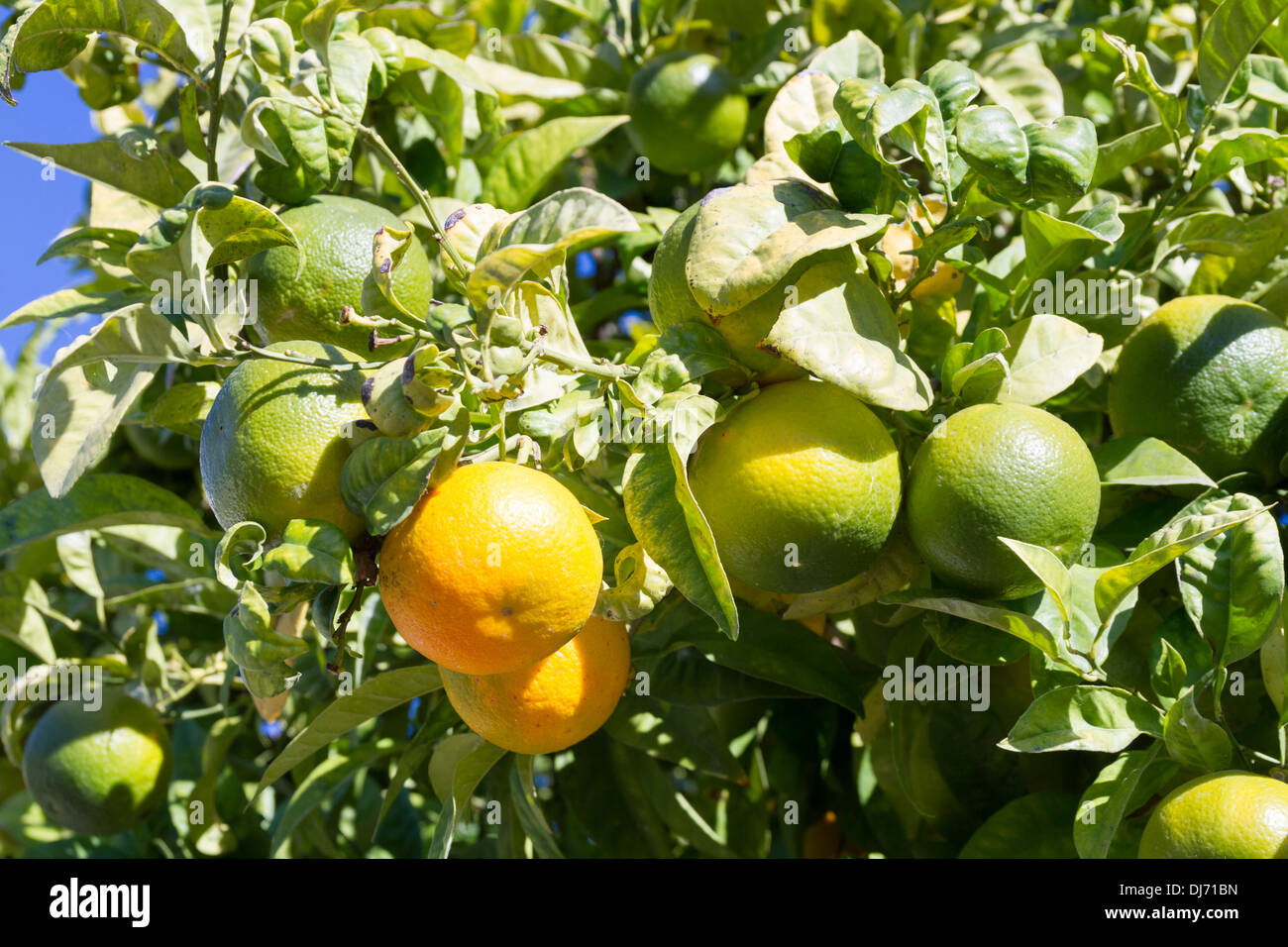 Oranges growing on trees in Spain Stock Photo Alamy