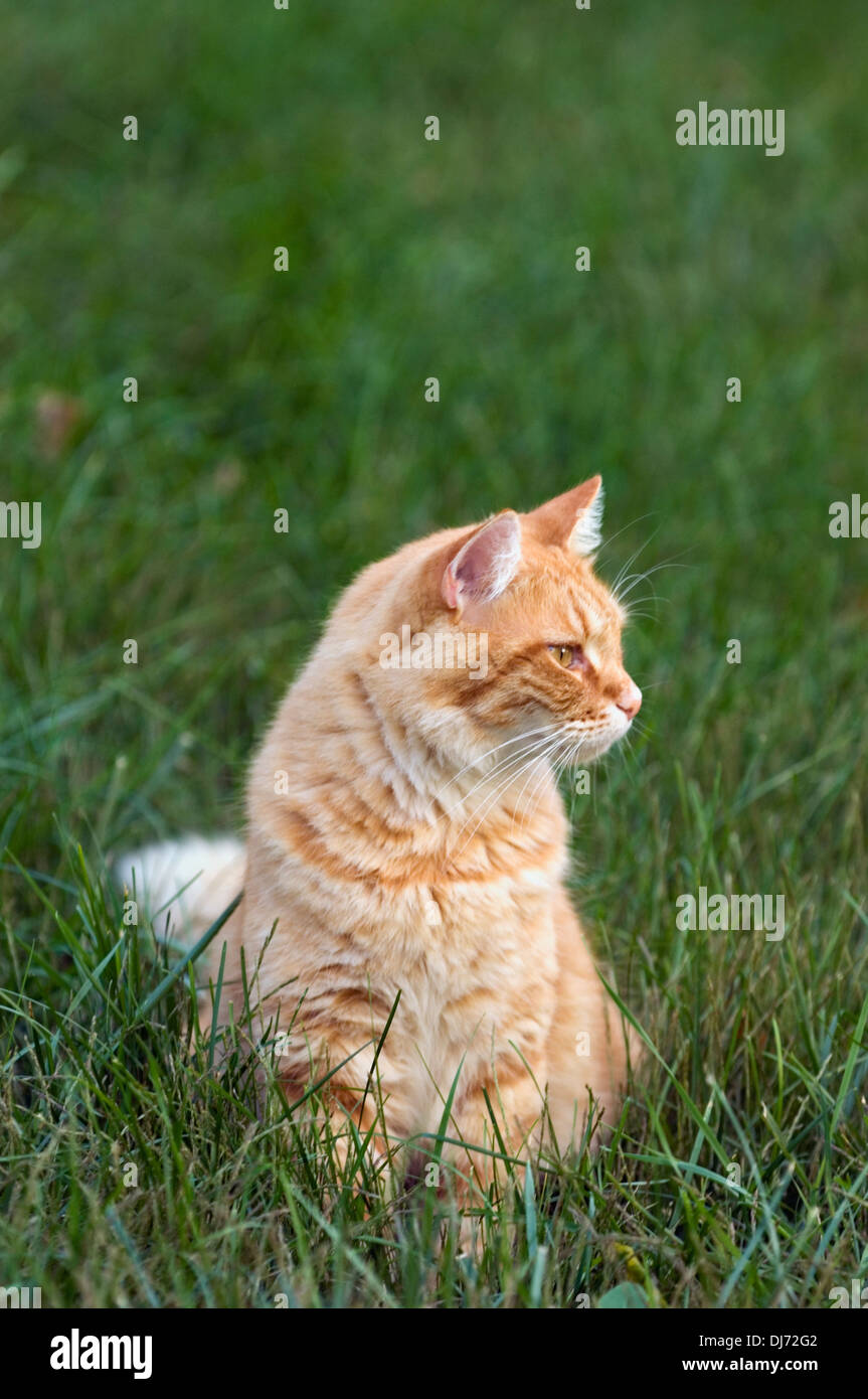 Alert Orange Tabby Cat Sitting in Grass Stock Photo