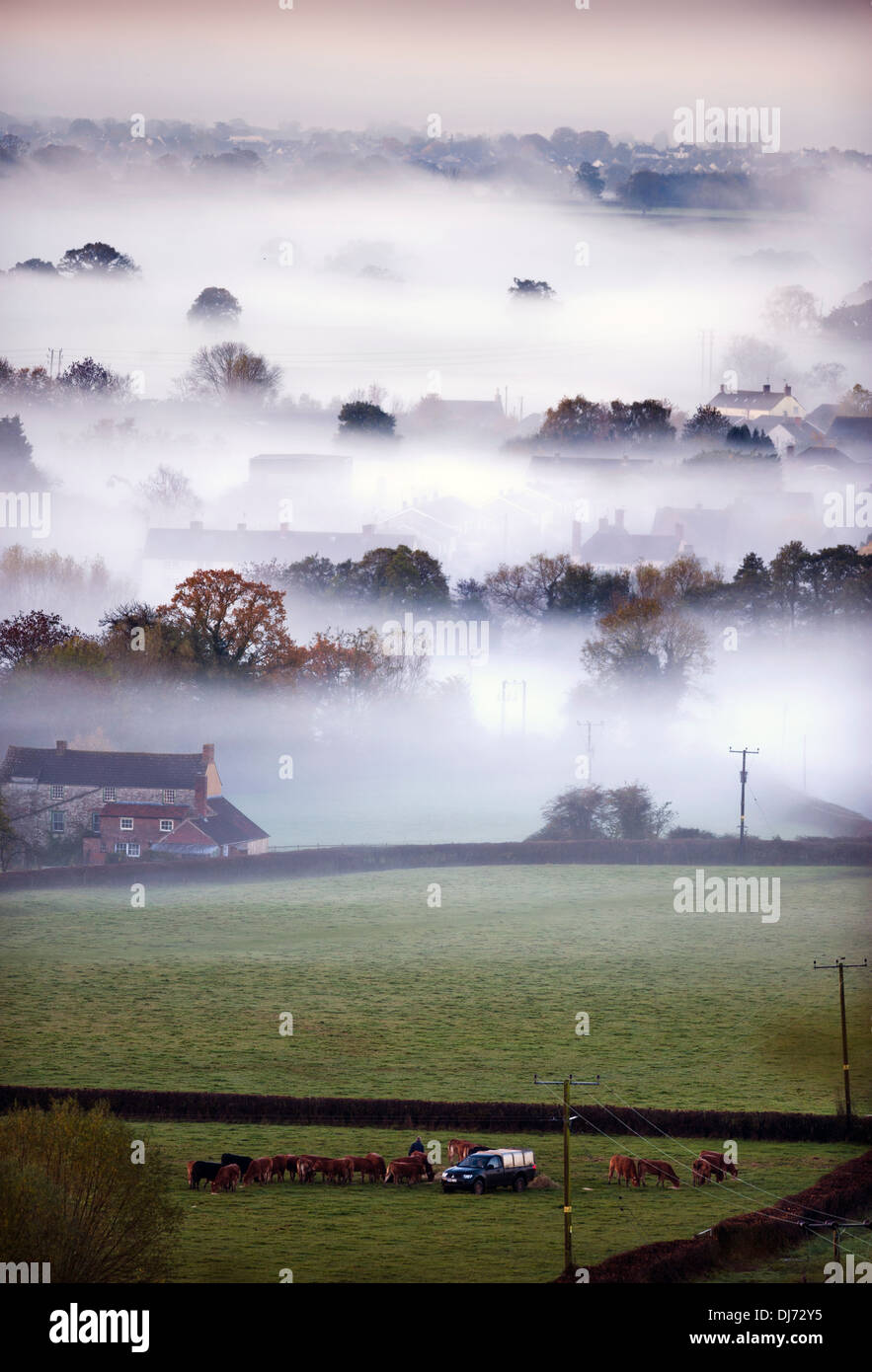 A farmer feeds his cattle early on a misty morning near the village of