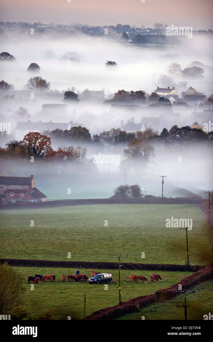 A farmer feeds his cattle early on a misty morning near the village of Kingswood near Wotton-under-Edge, Gloucestershire UK Stock Photo