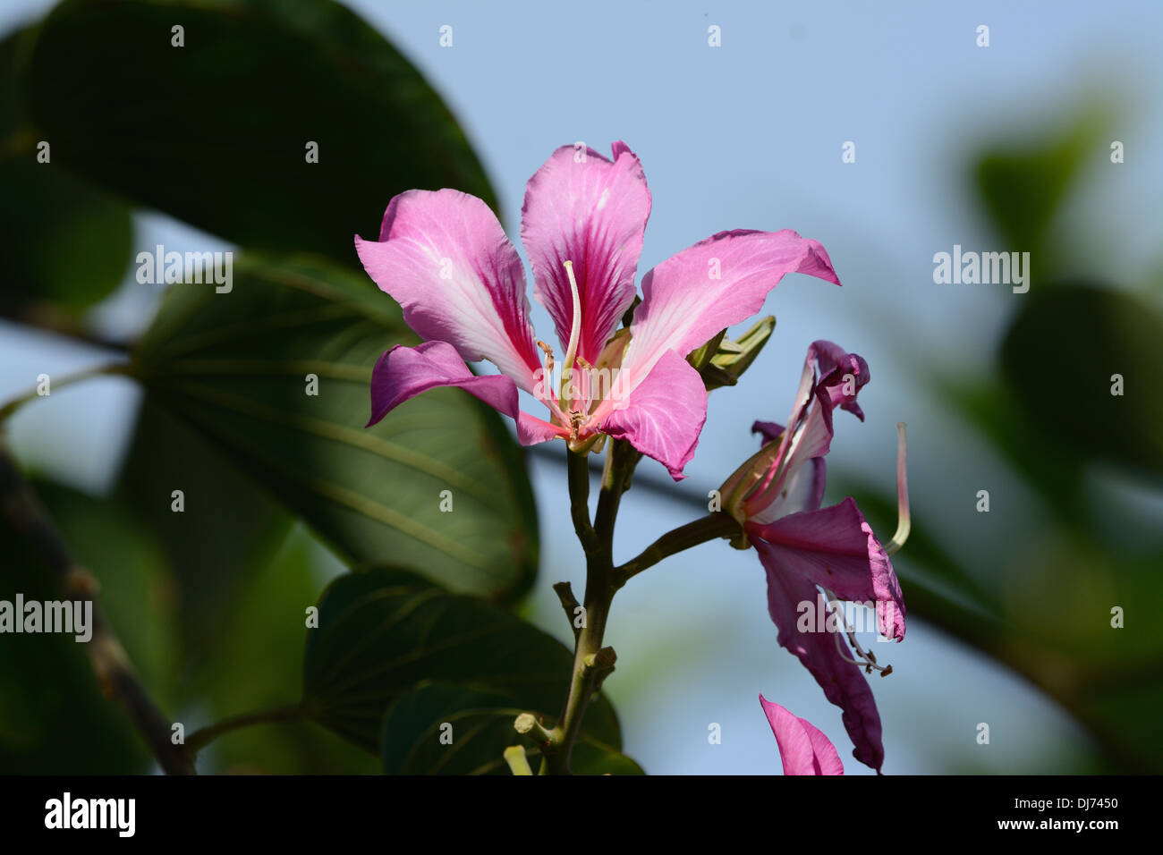 beautiful Orchid Tree flower (Bauhinia blakeana) at Thai flower garden Stock Photo