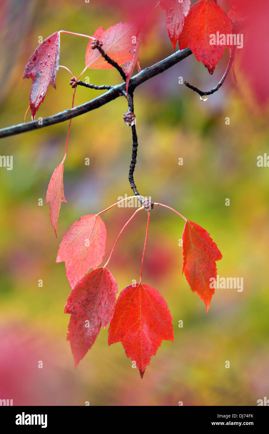 Wet Red Maple Leaves on Tree with Autumn Color Stock Photo