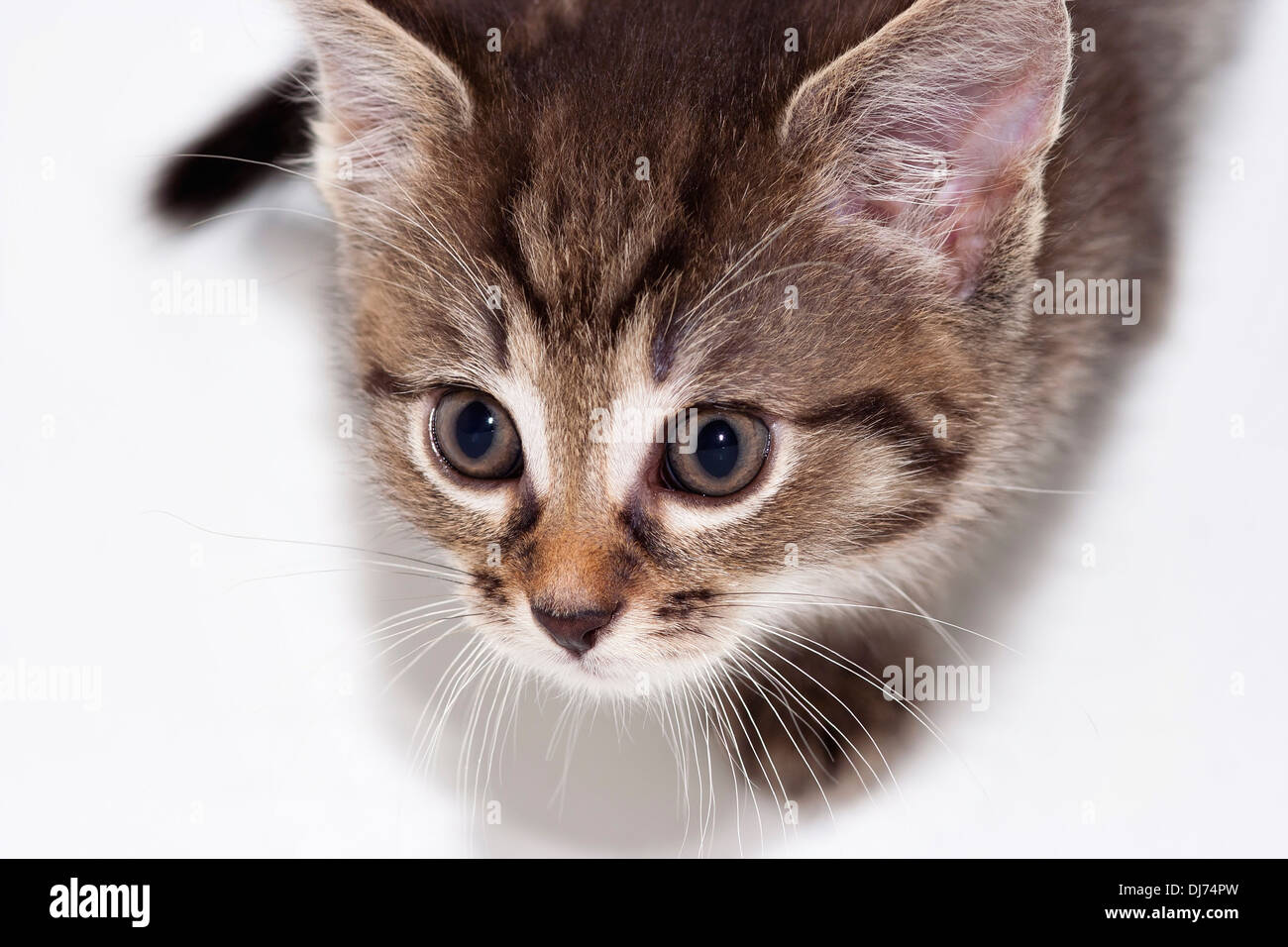 Detail of the small cute kitten - domestic cat Stock Photo