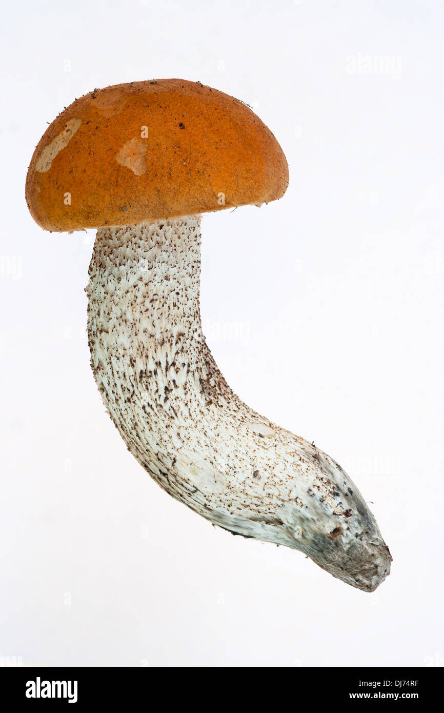 orange birch boletus - edible mushroom Stock Photo