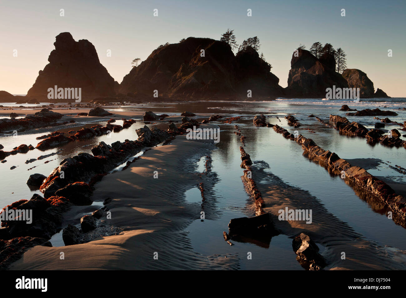 Sea stacks at Point of the Arches during low tide, Shi Shi Beach, Olympic National Park, Washington. Stock Photo