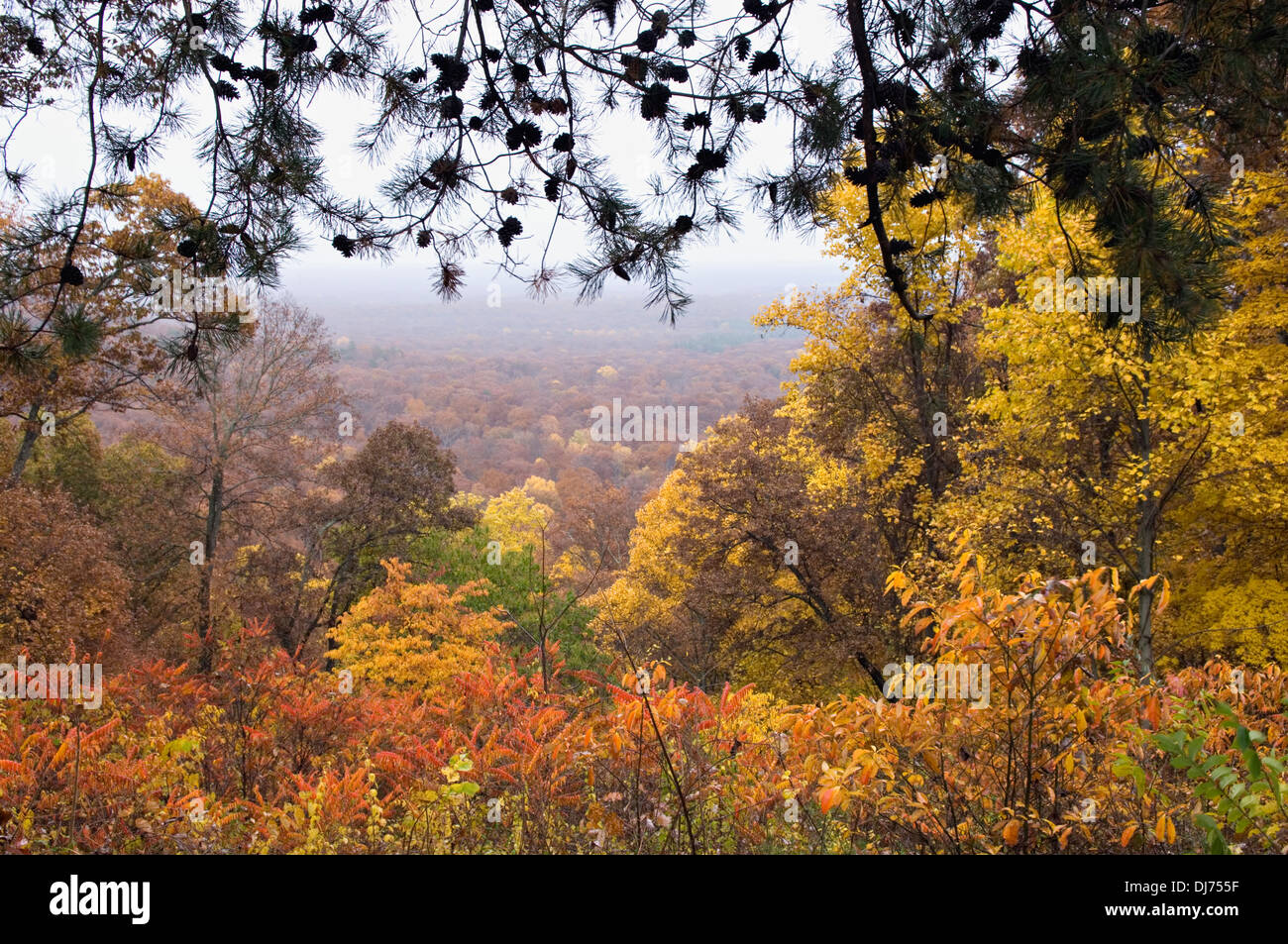 Autumn Color in Clark State Forest in Clark County, Indiana Stock Photo